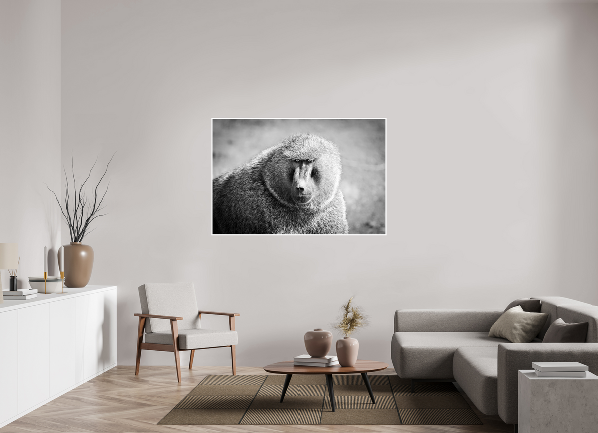 60 x 40″, Frameless Hahnemuhle FineArt Baryta .4 Border Baboon B&W Portrait