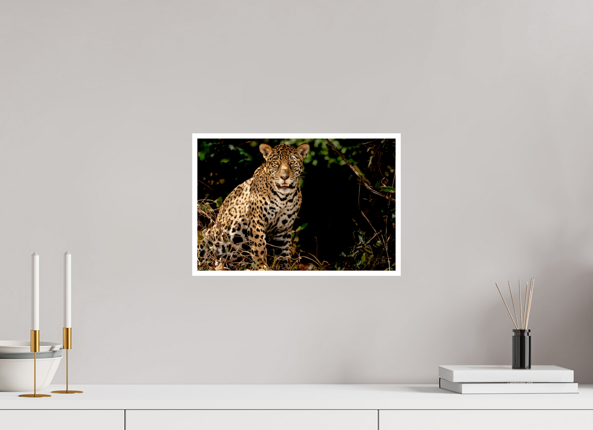 15 x 10″, Frameless Hahnemuhle FineArt Baryta .4 Border Ghost of the Pantanal