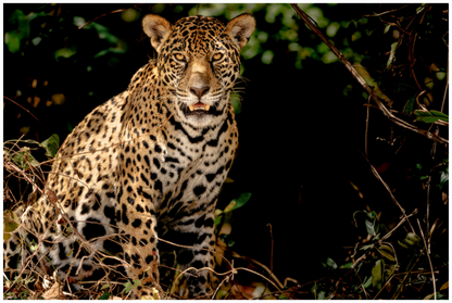 Main image Ghost of the Pantanal