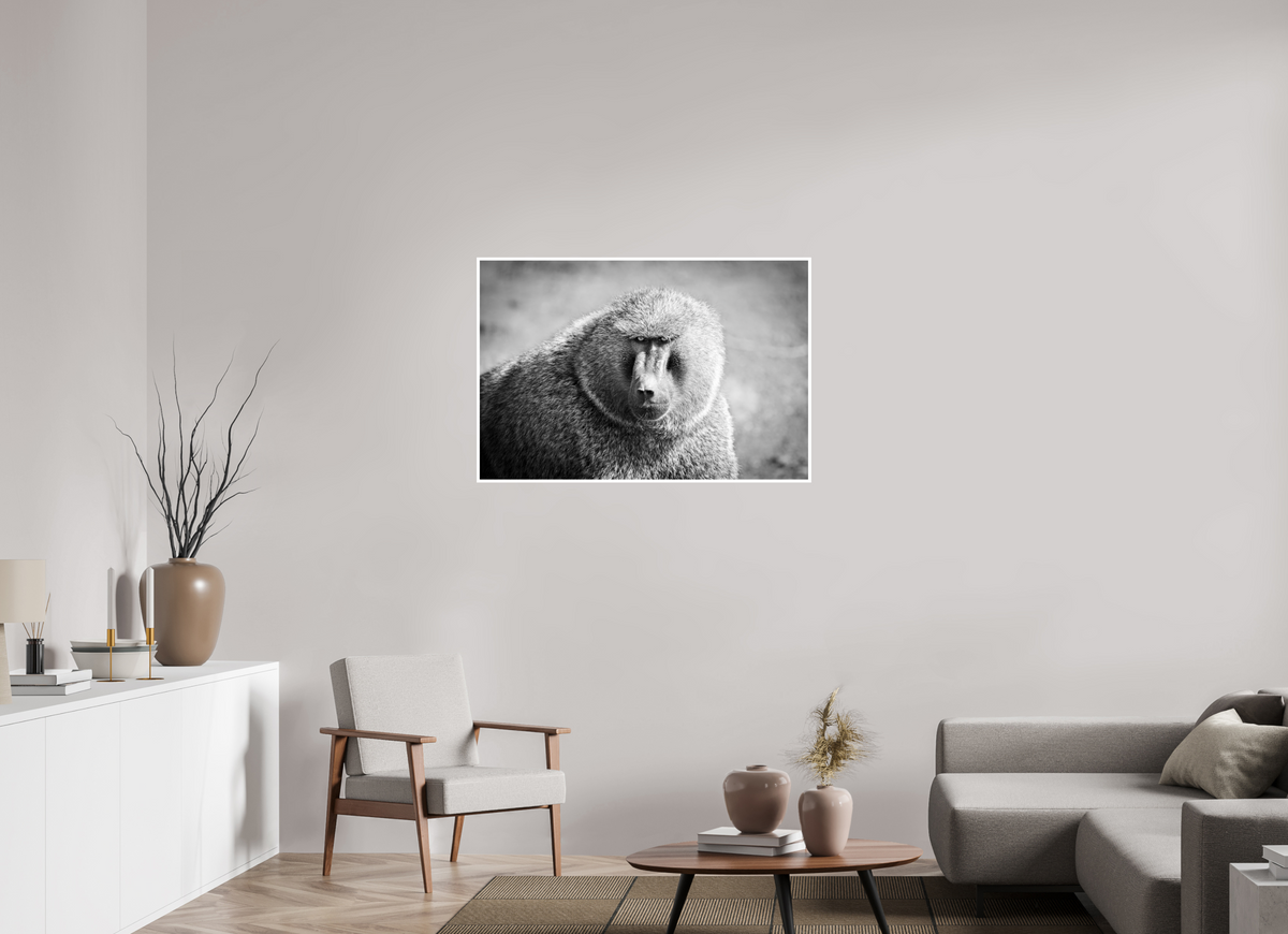 42 x 28″, Frameless Hahnemuhle FineArt Baryta .4 Border Baboon B&W Portrait