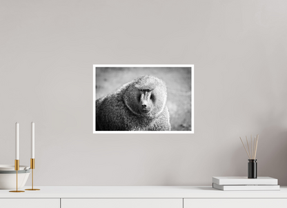 15 x 10″, Frameless Hahnemuhle FineArt Baryta .4 Border Baboon B&W Portrait