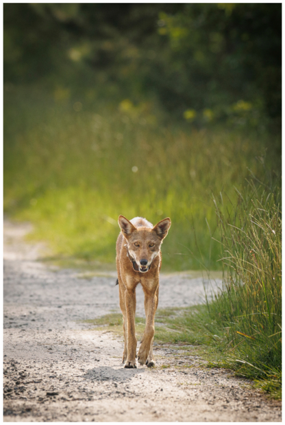 Main image Red Wolf