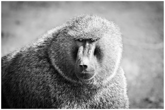 Main image Baboon B&W Portrait
