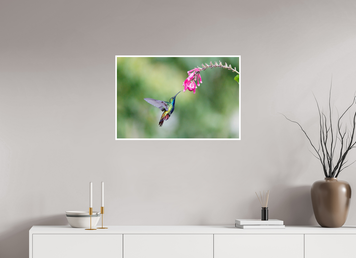 30 x 20″, Frameless Hahnemuhle FineArt Baryta .4 Border Black-Throated Mango