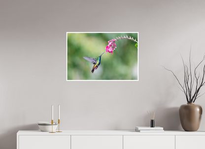 30 x 20″, Frameless Hahnemuhle FineArt Baryta .4 Border Black-Throated Mango