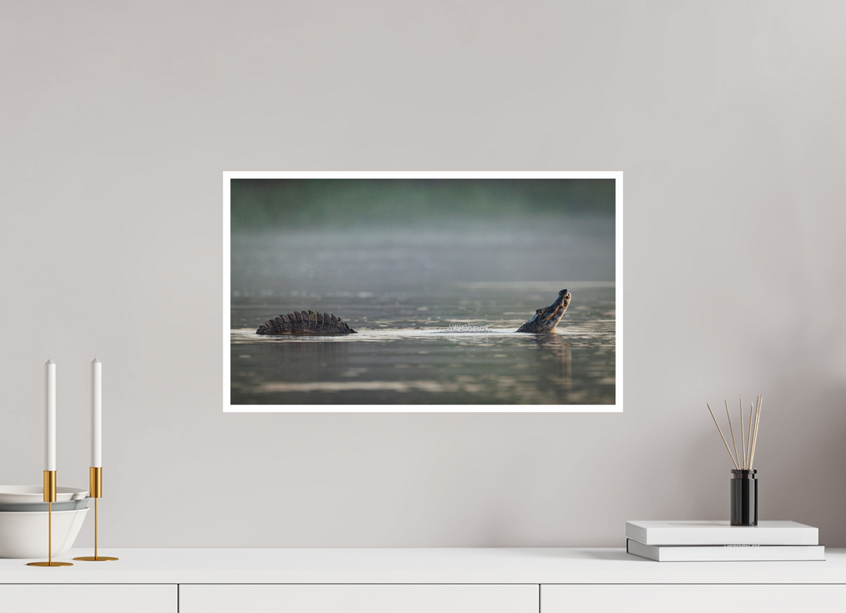 20.4 x 12″, Frameless Hahnemuhle FineArt Baryta .4 Border Mating Call