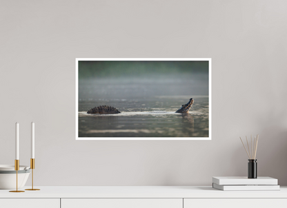 20.4 x 12″, Frameless Hahnemuhle FineArt Baryta .4 Border Mating Call