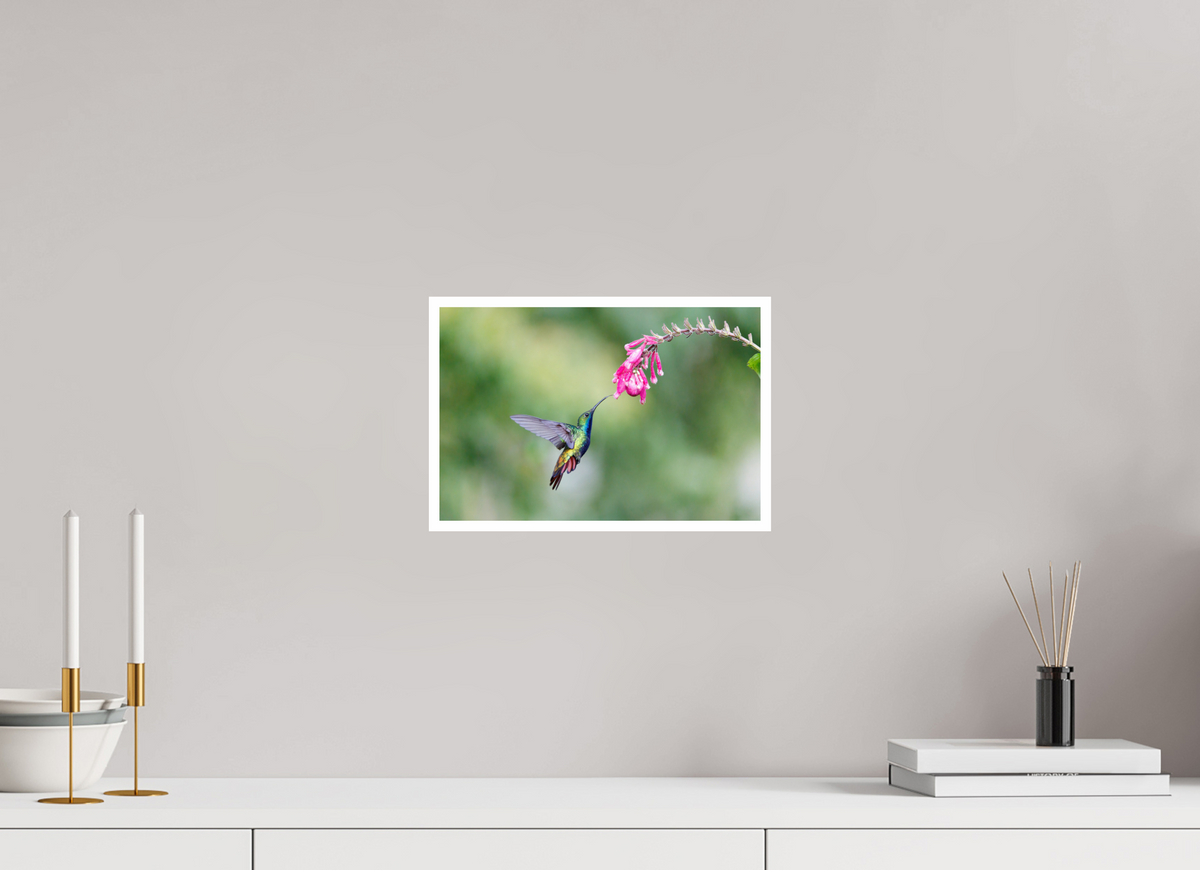 12 x 8″, Frameless Hahnemuhle FineArt Baryta .4 Border Black-Throated Mango