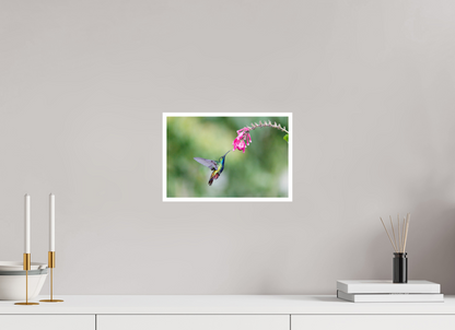 12 x 8″, Frameless Hahnemuhle FineArt Baryta .4 Border Black-Throated Mango