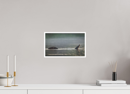 13.6 x 8″, Frameless Hahnemuhle FineArt Baryta .4 Border Mating Call
