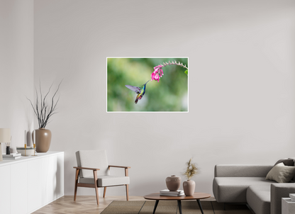 45 x 30″, Frameless Hahnemuhle FineArt Baryta .4 Border Black-Throated Mango