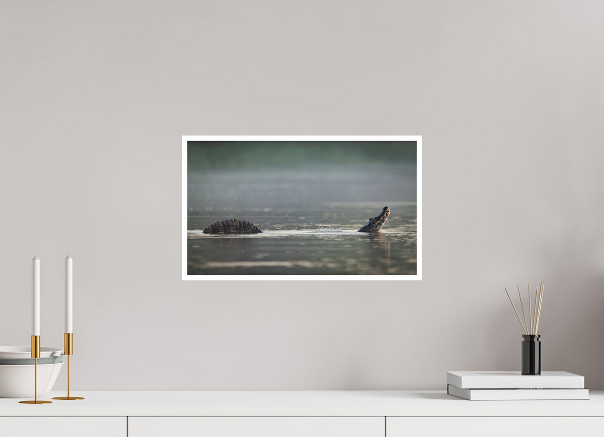 17 x 10″, Frameless Hahnemuhle FineArt Baryta .4 Border Mating Call