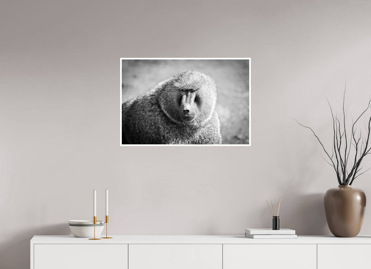 30 x 20″, Frameless Hahnemuhle FineArt Baryta .4 Border Baboon B&W Portrait