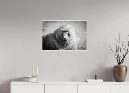 30 x 20″, Frameless Hahnemuhle FineArt Baryta .4 Border Baboon B&W Portrait