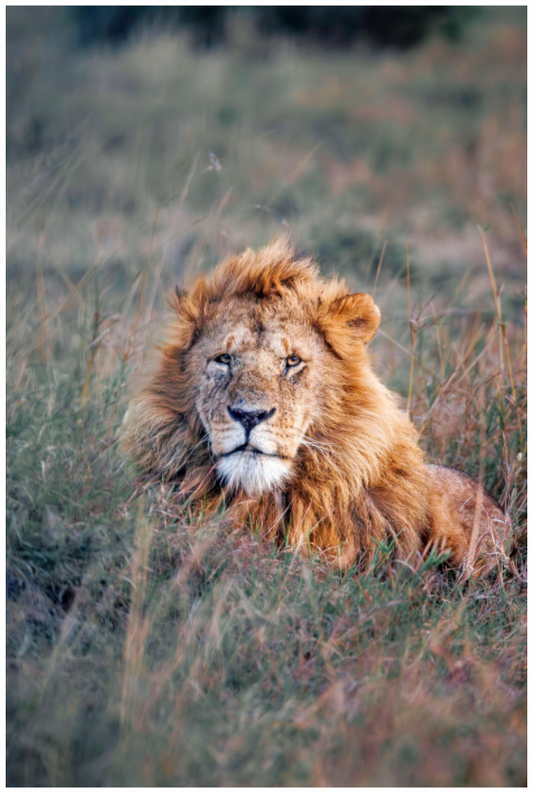 Main image Lion Portrait Print