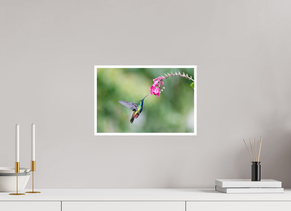 15 x 10″, Frameless Hahnemuhle FineArt Baryta .4 Border Black-Throated Mango
