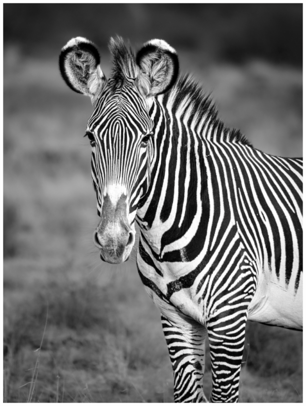 Main image Grevy's Zebra Portrait Print
