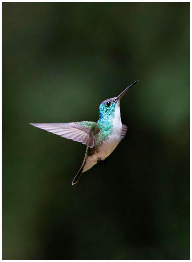 Main image Andean Emerald