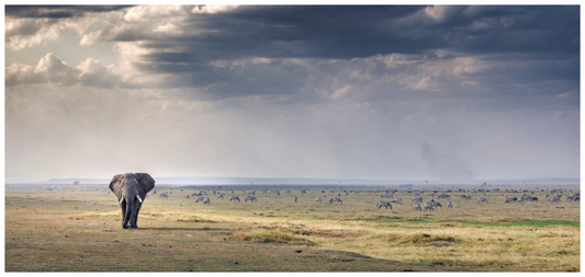 Main image Plains of Amboseli Print