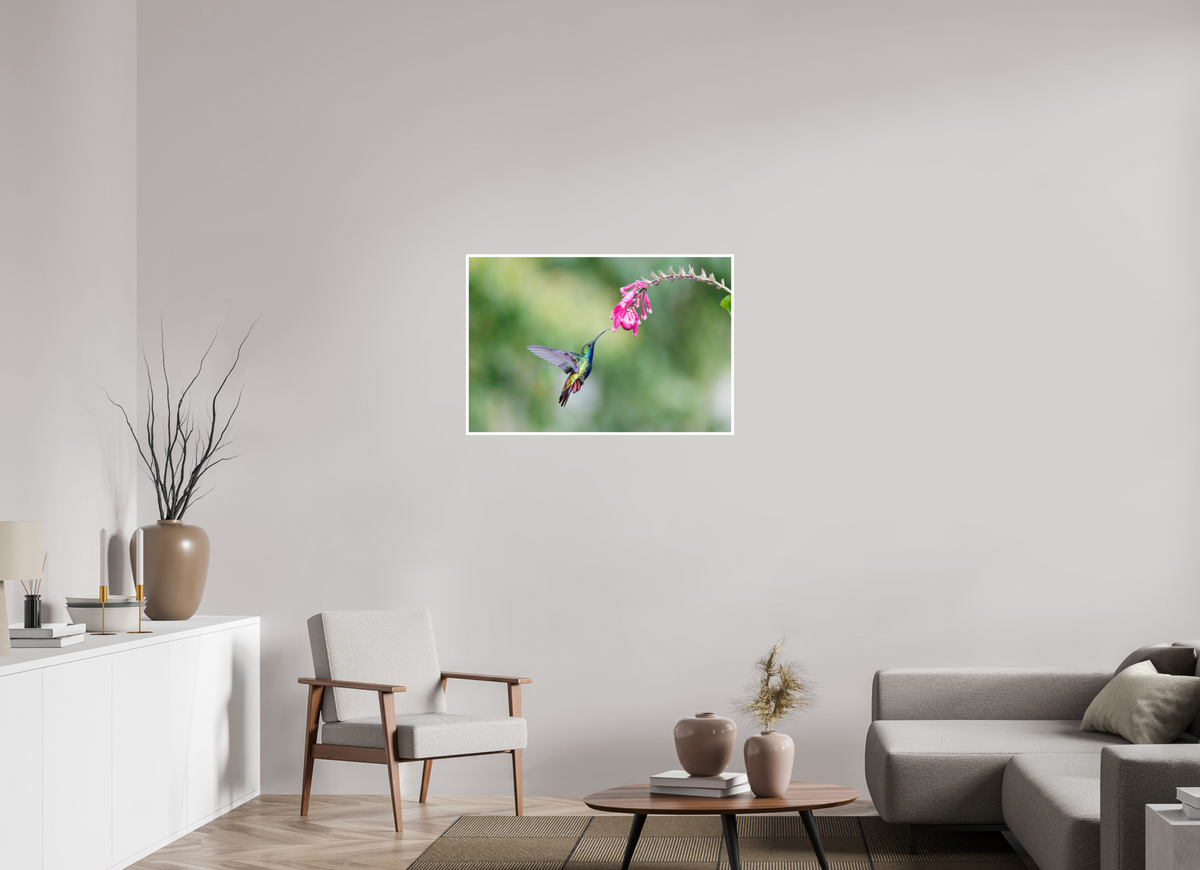36 x 24″, Frameless Hahnemuhle FineArt Baryta .4 Border Black-Throated Mango