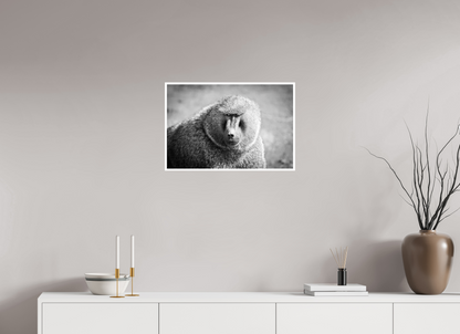 24 x 16″, Frameless Hahnemuhle FineArt Baryta .4 Border Baboon B&W Portrait