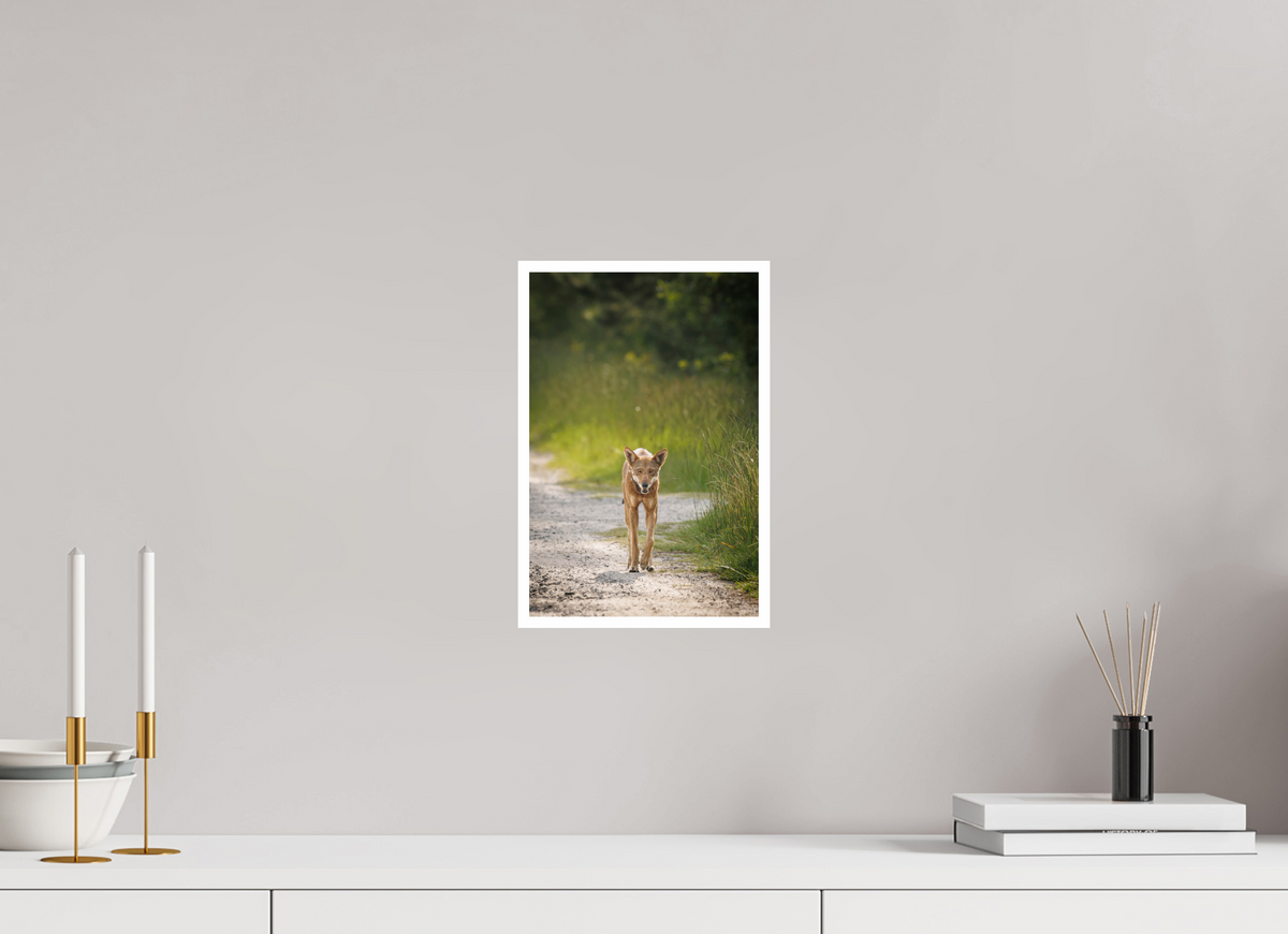 8 x 12″, Frameless Hahnemuhle FineArt Baryta .4 Border Red Wolf