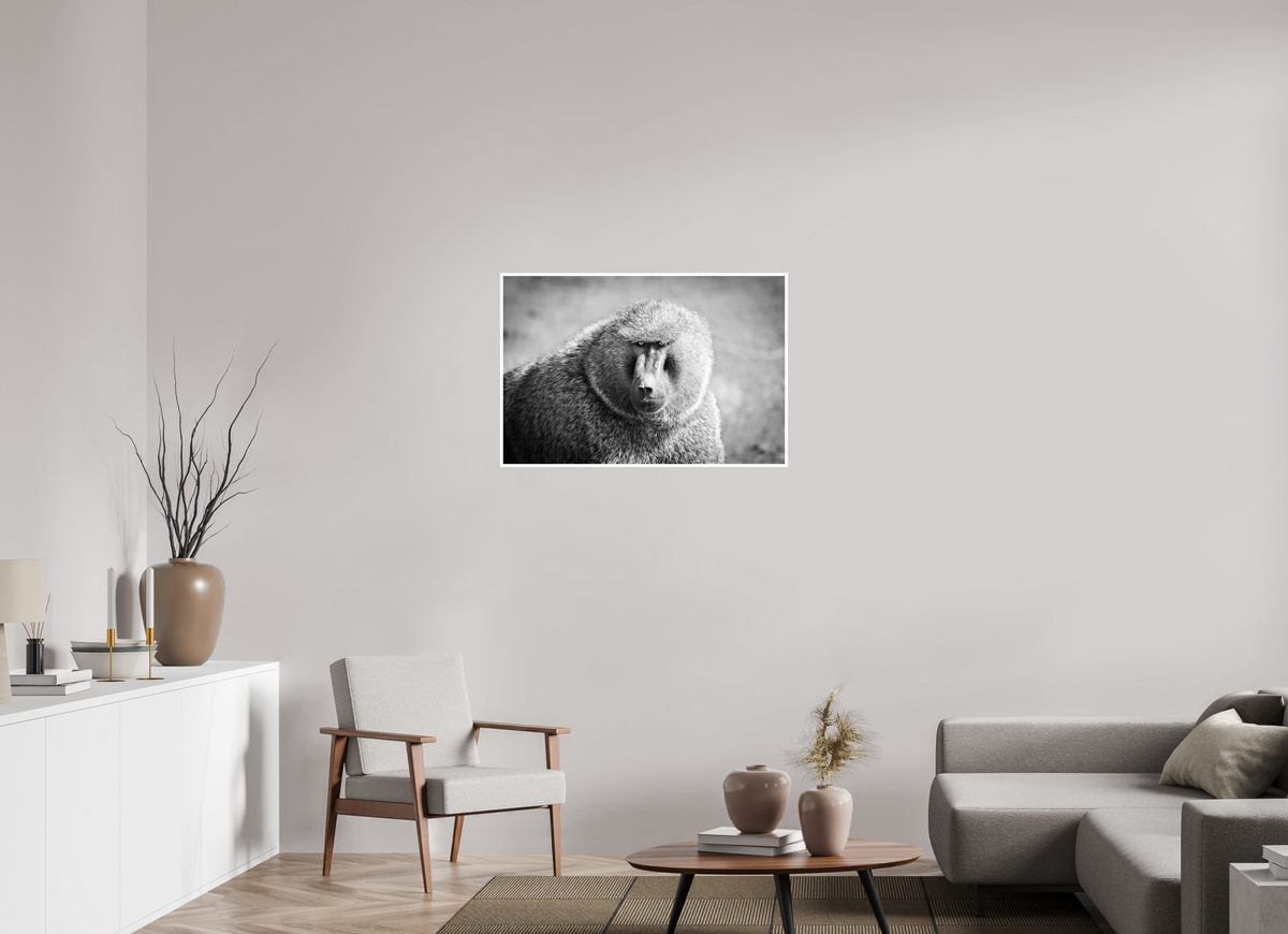 36 x 24″, Frameless Hahnemuhle FineArt Baryta .4 Border Baboon B&W Portrait