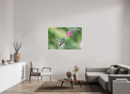 54 x 36″, Frameless Hahnemuhle FineArt Baryta .4 Border Black-Throated Mango