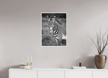 20 x 26.7″, Frameless Hahnemuhle FineArt Baryta .4 Border Grevy's Zebra Portrait Print
