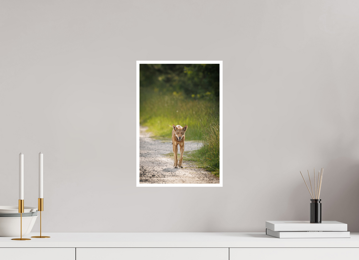 10 x 15″, Frameless Hahnemuhle FineArt Baryta .4 Border Red Wolf