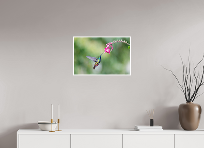 24 x 16″, Frameless Hahnemuhle FineArt Baryta .4 Border Black-Throated Mango