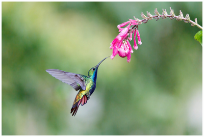 Main image Black-Throated Mango