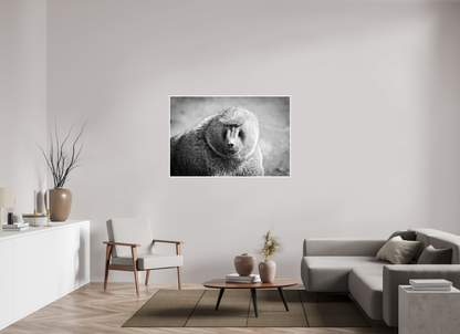 54 x 36″, Frameless Hahnemuhle FineArt Baryta .4 Border Baboon B&W Portrait