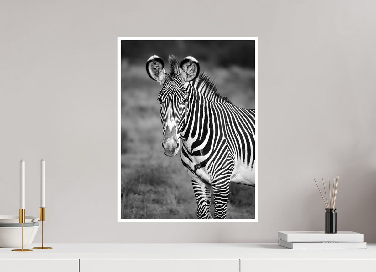 16 x 21.3″, Frameless Hahnemuhle FineArt Baryta .4 Border Grevy's Zebra Portrait Print