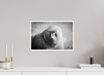 18 x 12″, Frameless Hahnemuhle FineArt Baryta .4 Border Baboon B&W Portrait